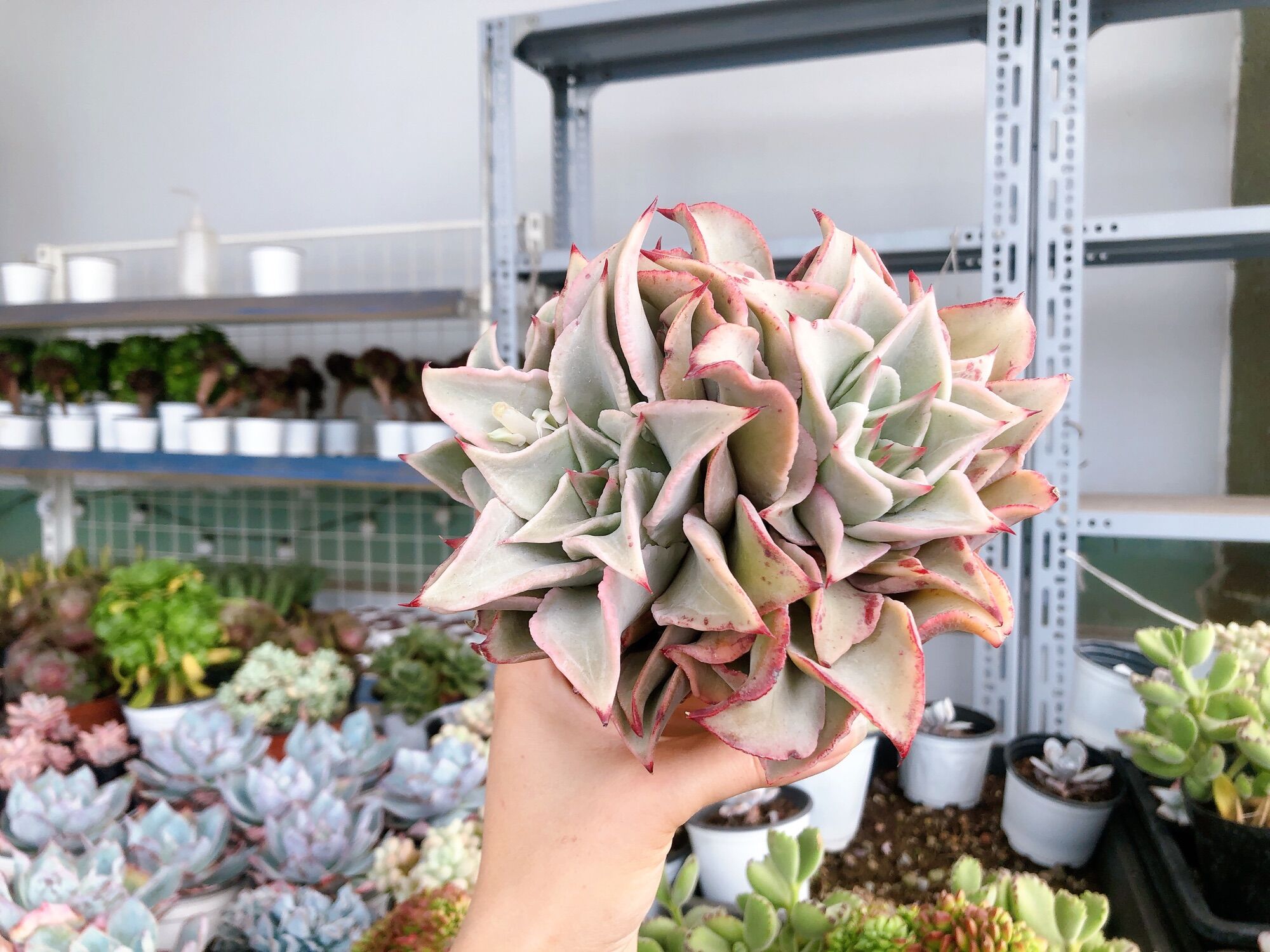 Sen đá maliba 2 đầu size 4-15 cm