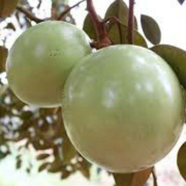 Cây vú sữa lò rèn