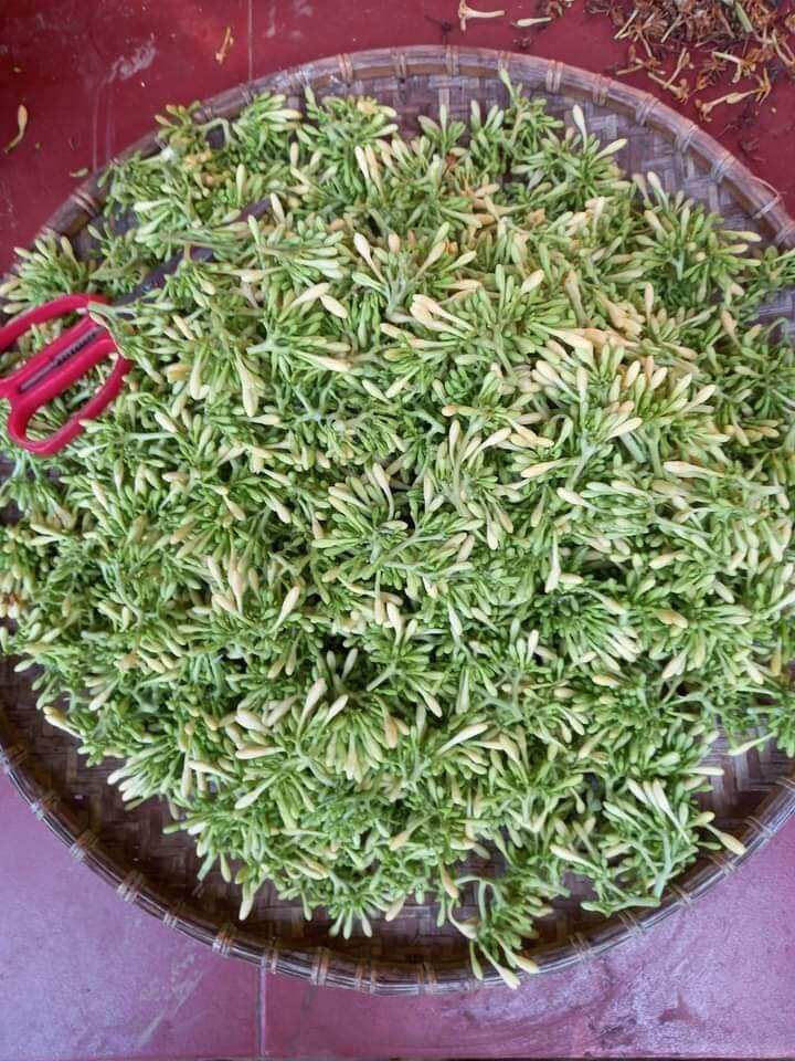 cây giống hoa đu đủ đực
