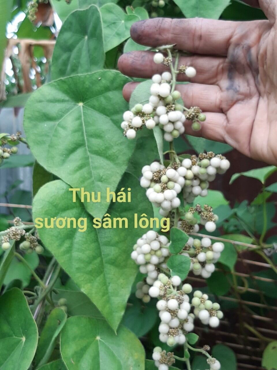 Hạt giống sương sâm lông 50 hạt