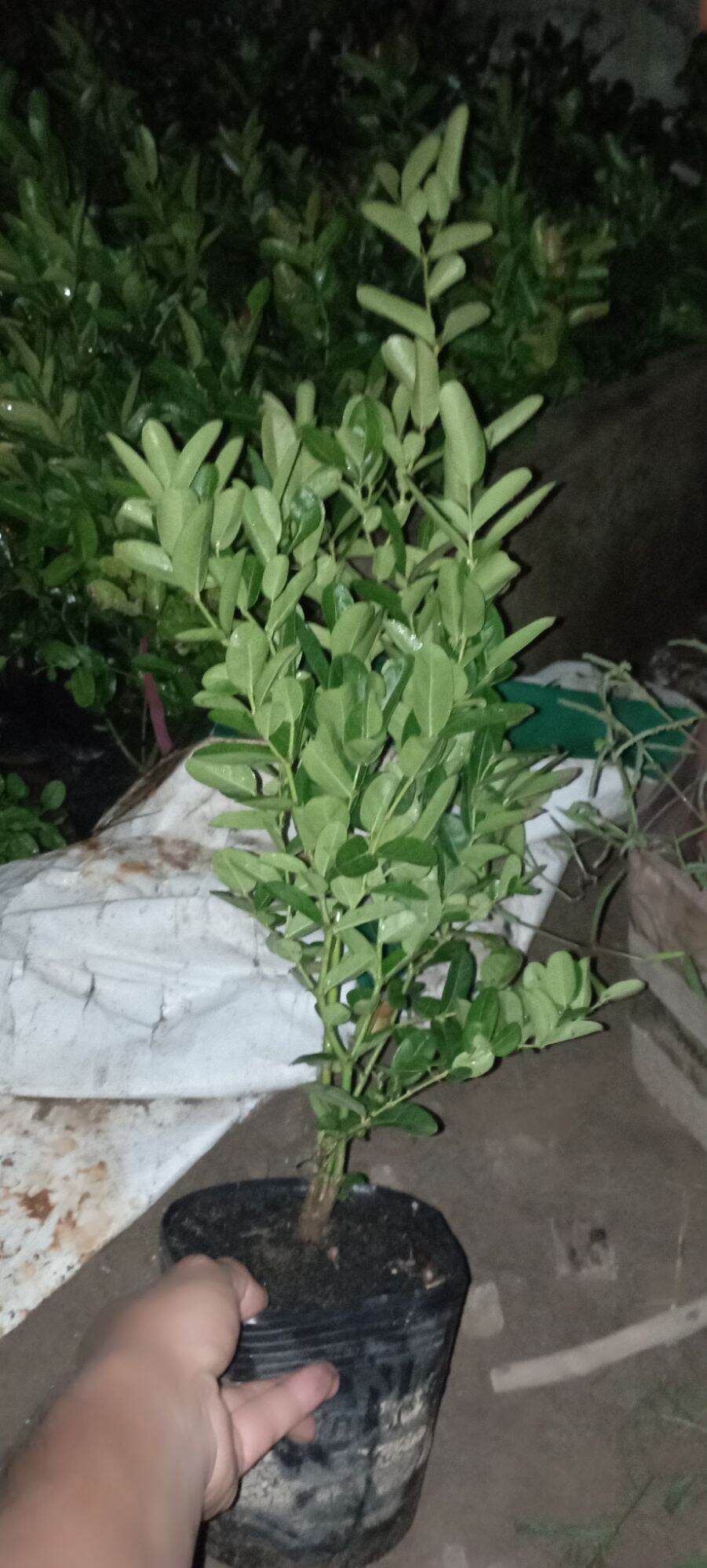 cây si rô như hình