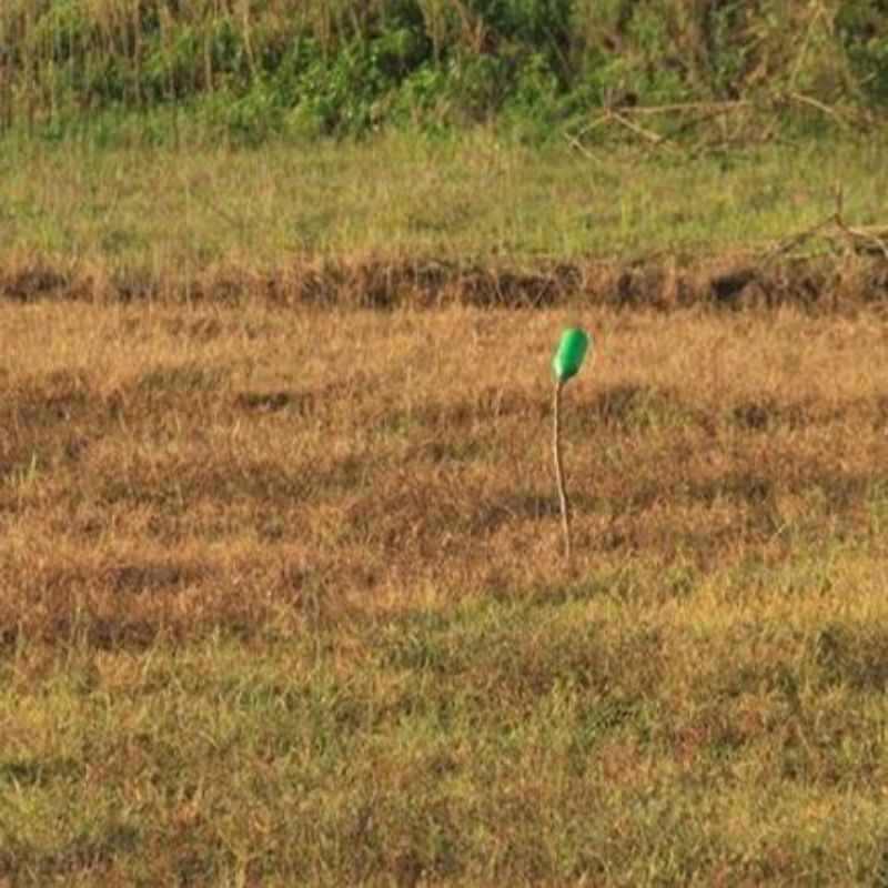 10GÓI THUỐC DIỆT CỎ BIOGLY 888( CỎ CŨ glyhosate888% chết tận gốc rễ)