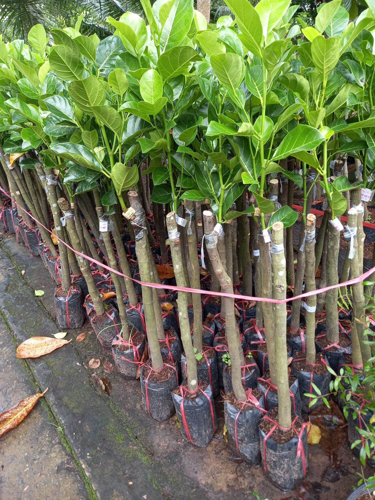 cây mít tố nữ