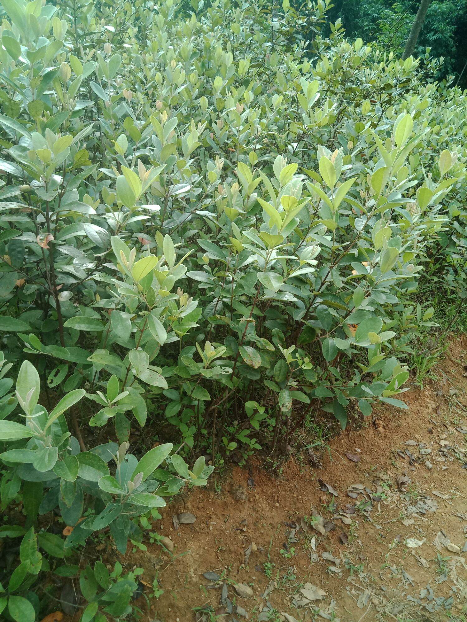 Giống cây sim rừng