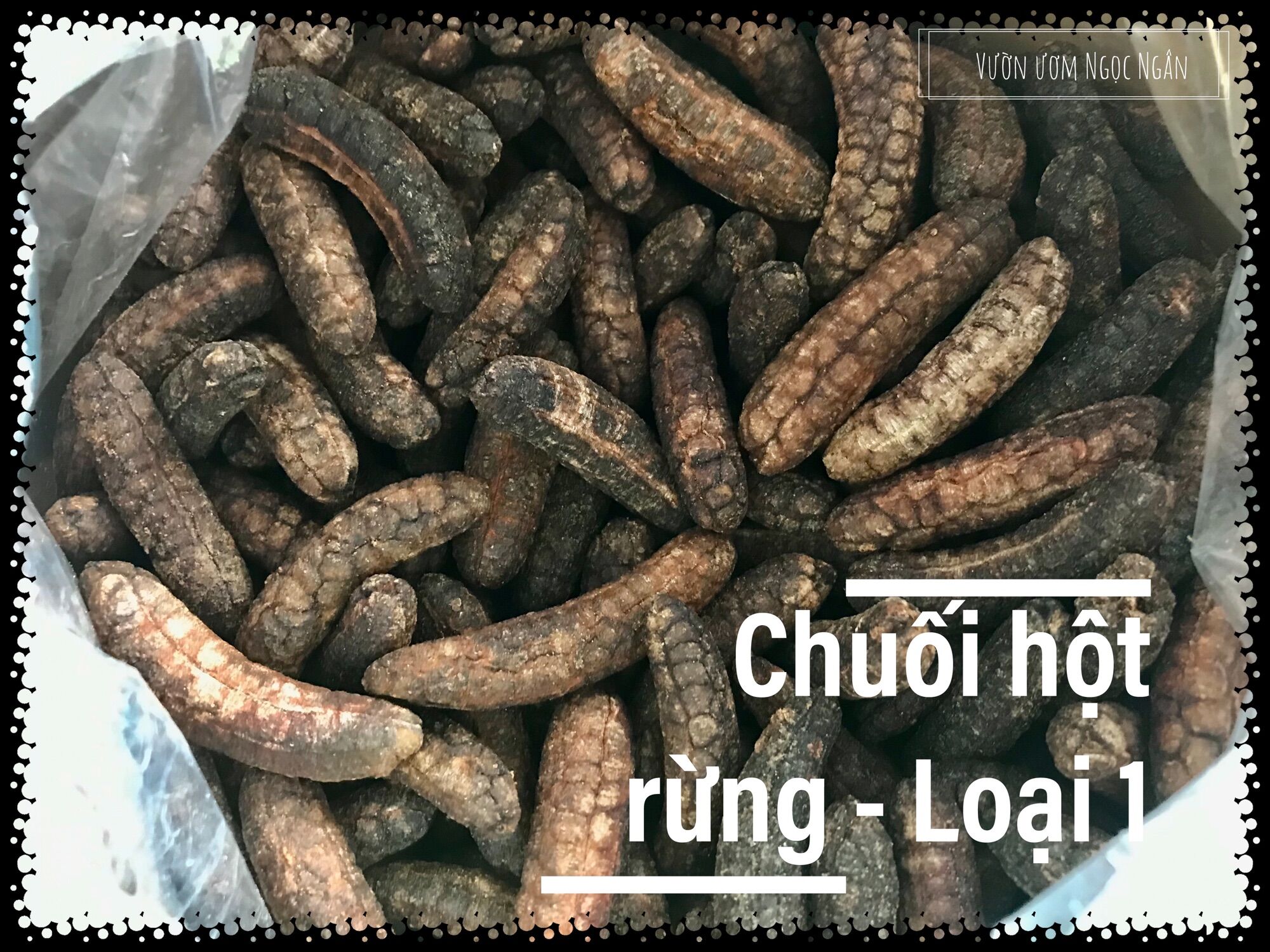Chuối hột rừng núi Chứa Chan