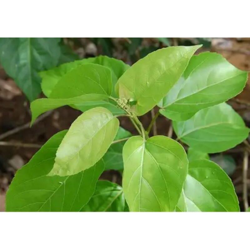 Cây giống lá cách.14k/bầu(.shop mới bán mua đơn từ 100k tặng cây giống)