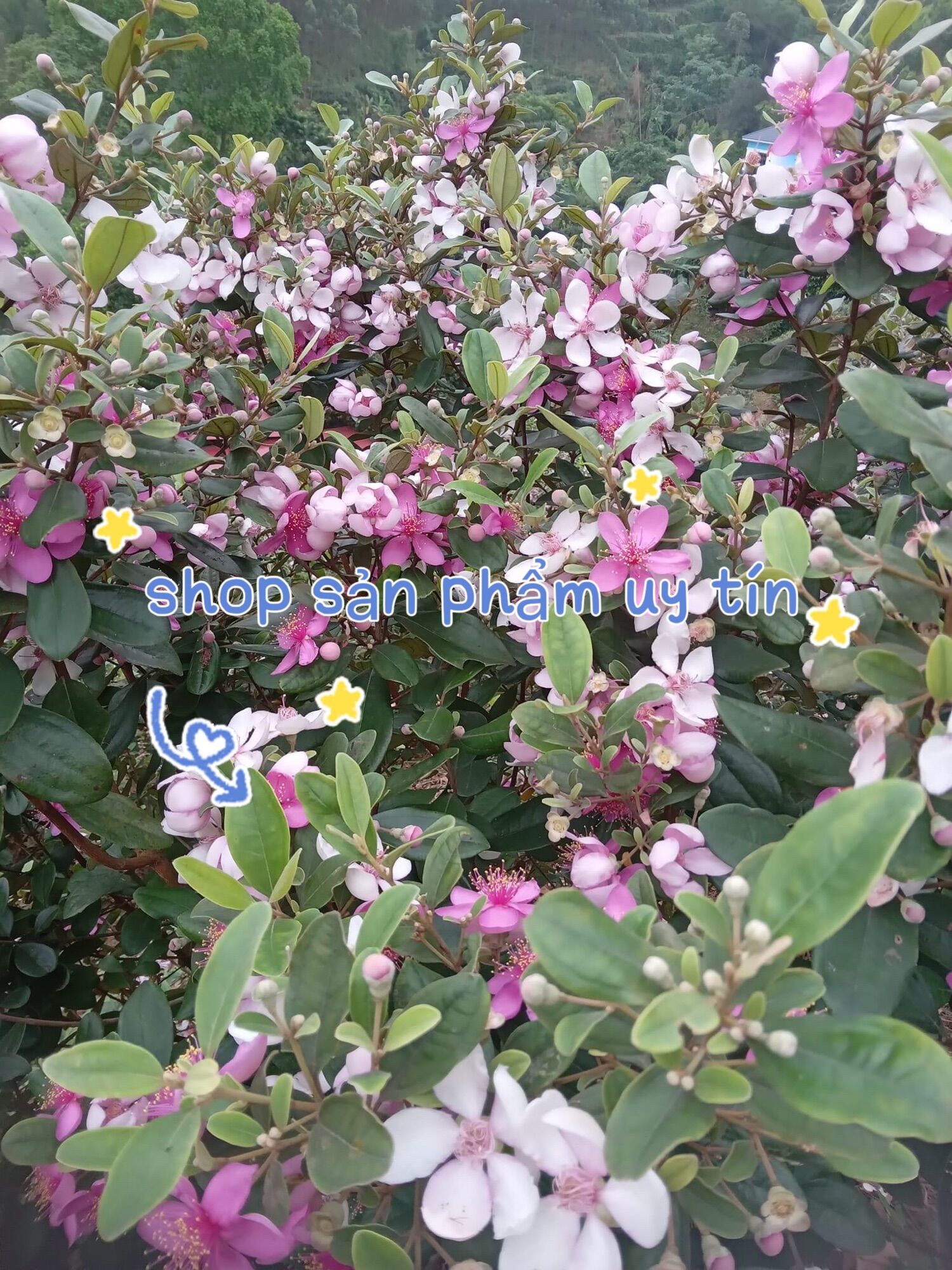 Cây hoa sim đã ủ rễ có lá (2-3 nhánh ngẫu nhiên)