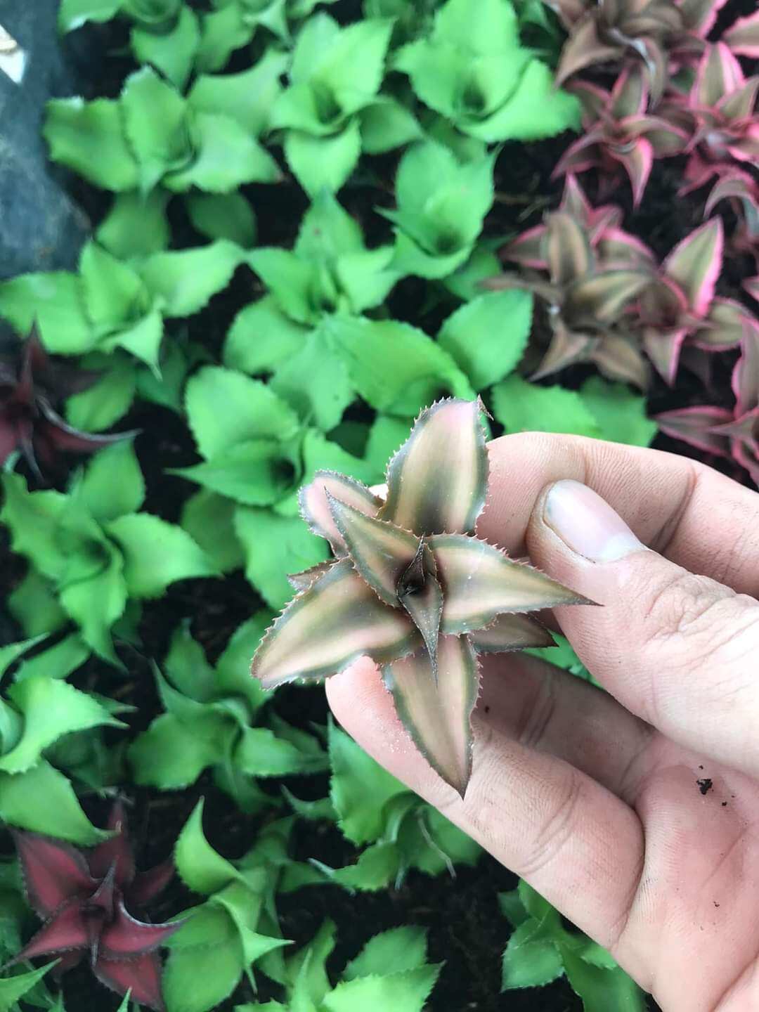 Dứa phụng mini bẻ con 3 5cm