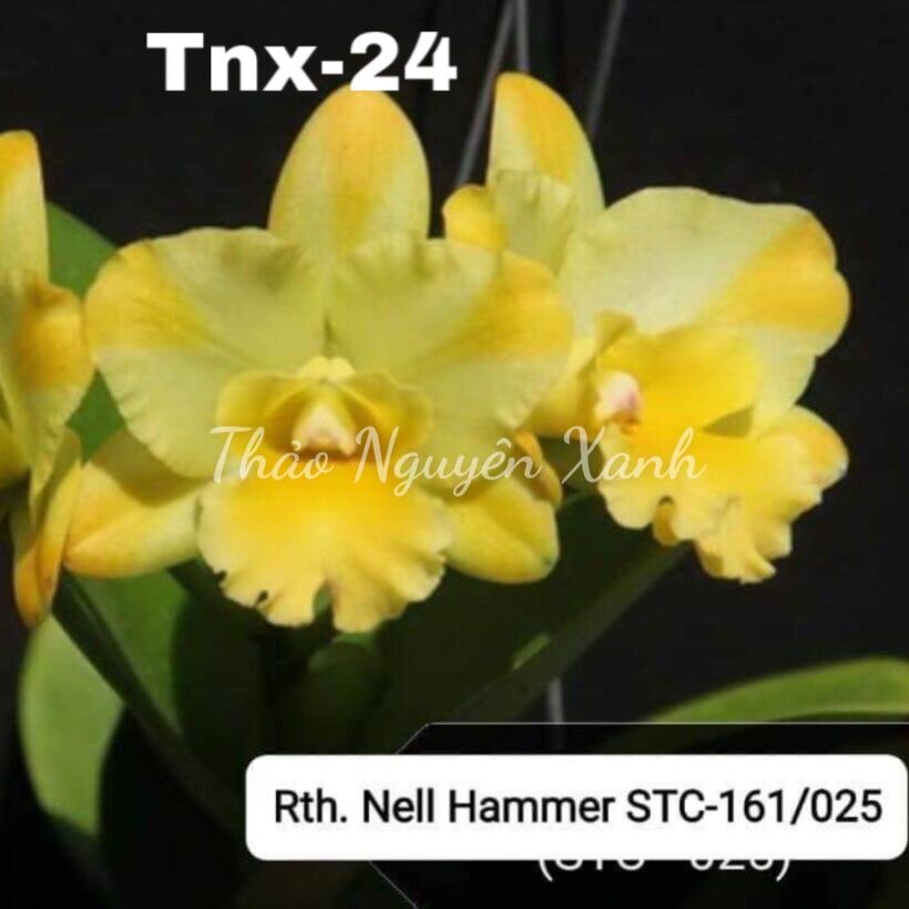Tnx24 - lan cattleya mini giống - hoa thơm - nell hammer - cây con