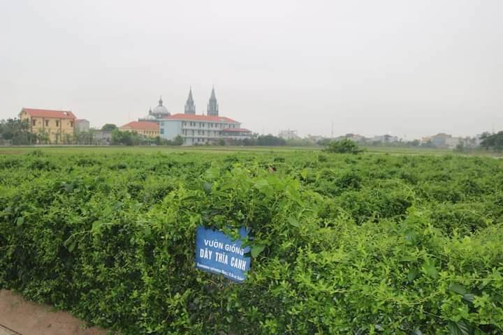 Thìa canh hải hậu -nam định