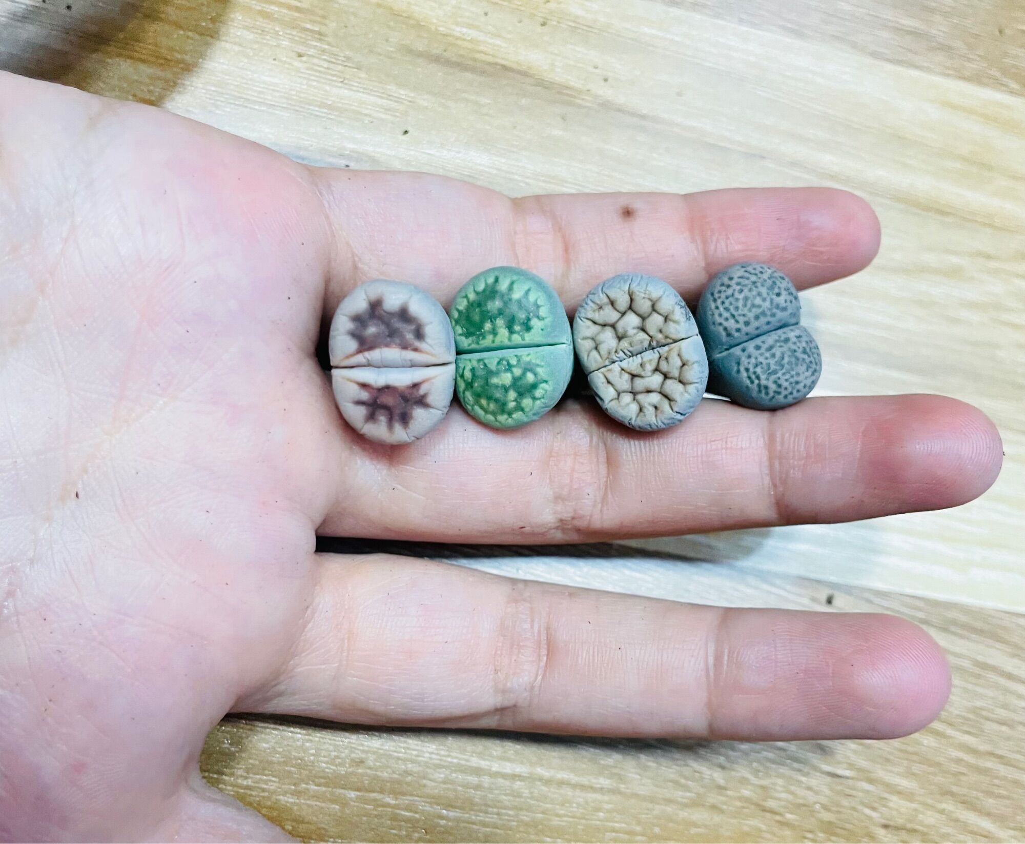 Sen mông, lithops, thạch lan vân siêu đẹp size 1-2cm