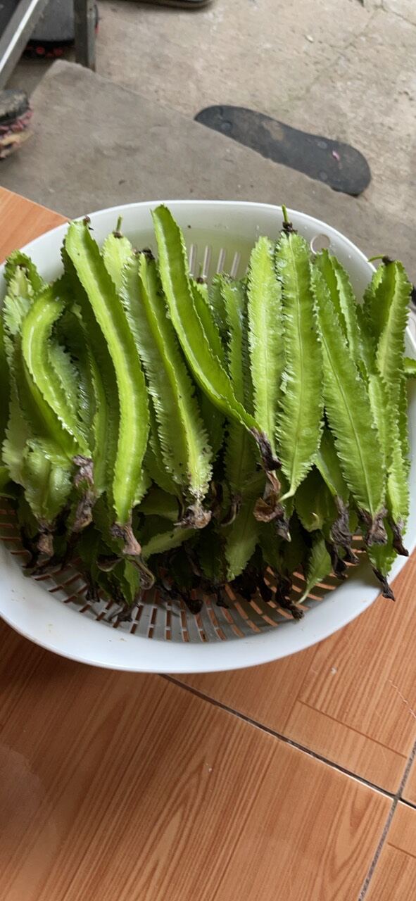 5 GR HẠT GIỐNG ĐẬU RỒNG