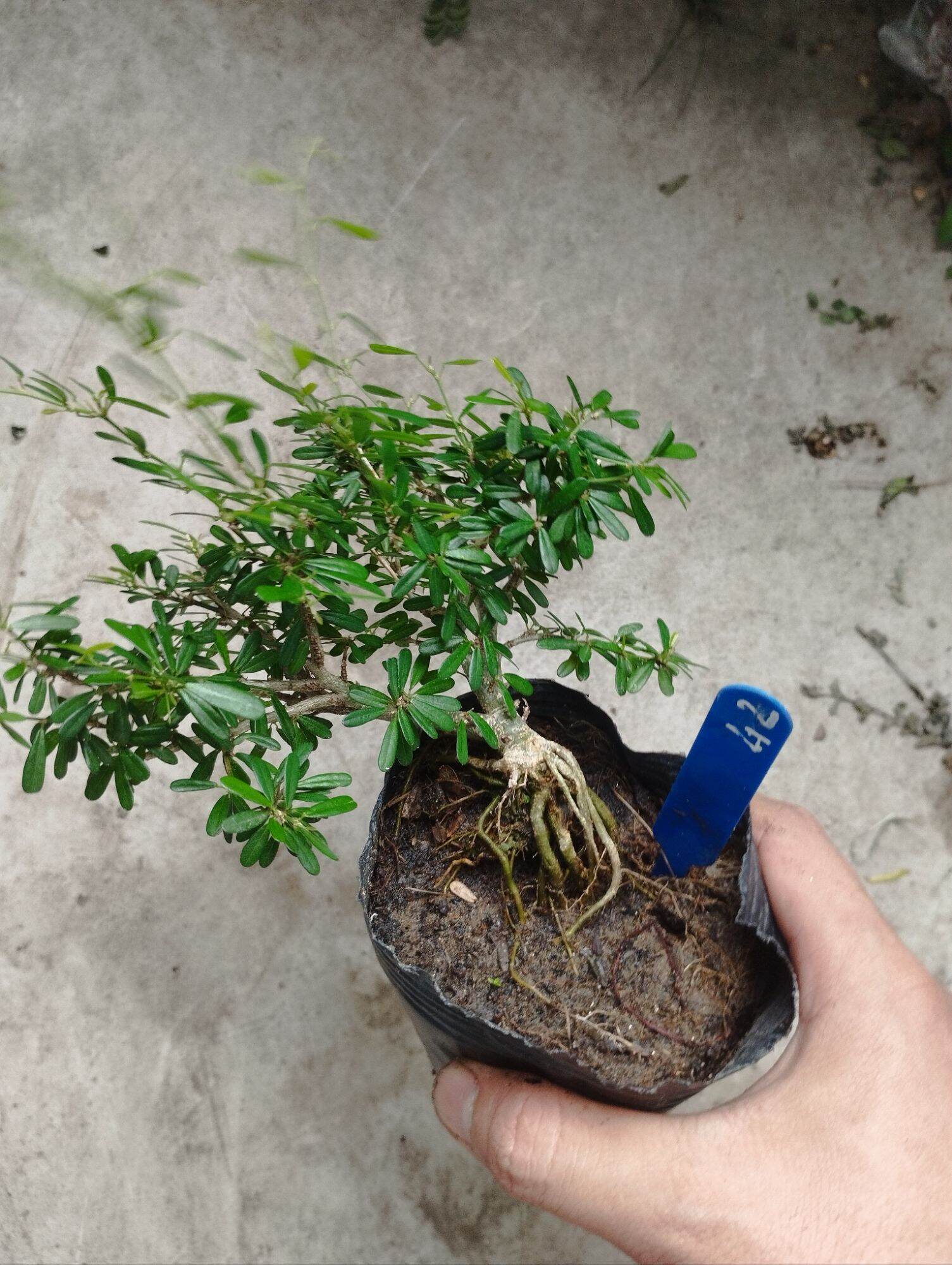Linh sam 86 mini bonsai ( có sỉ)