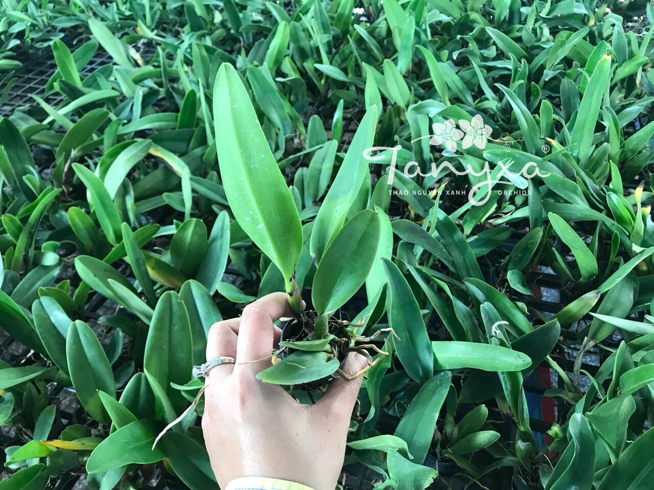 TNX34 - Lan Cattleya Hoa Xanh Lưỡi Đỏ - Cây Con