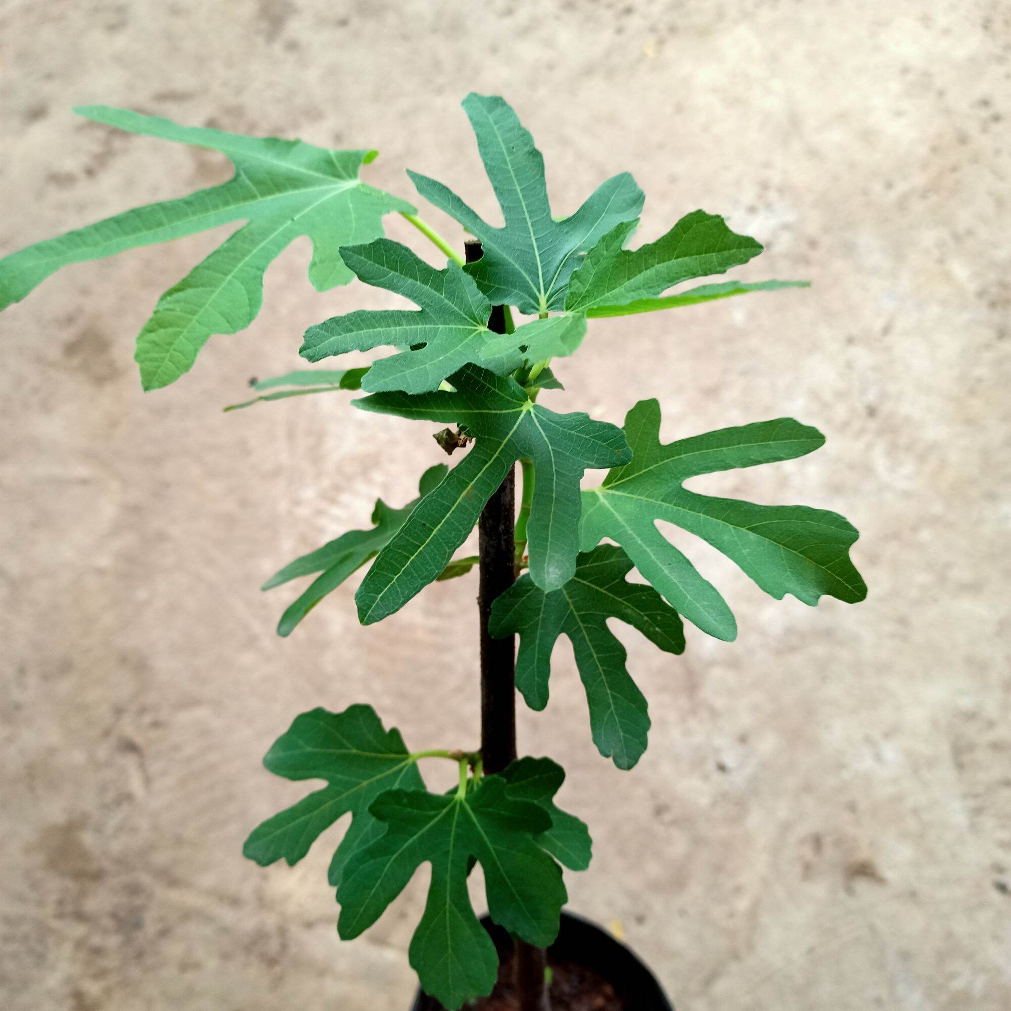 Chậu cây sung mỹ hàng giâm cành