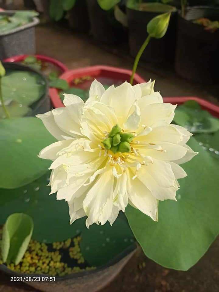 combo 3 củ sen ngẫu nhiên