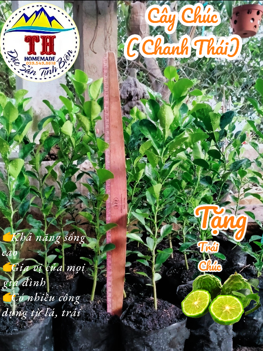 Cây Chúc ( Chanh Thái ) - An Giang ( 50cm)