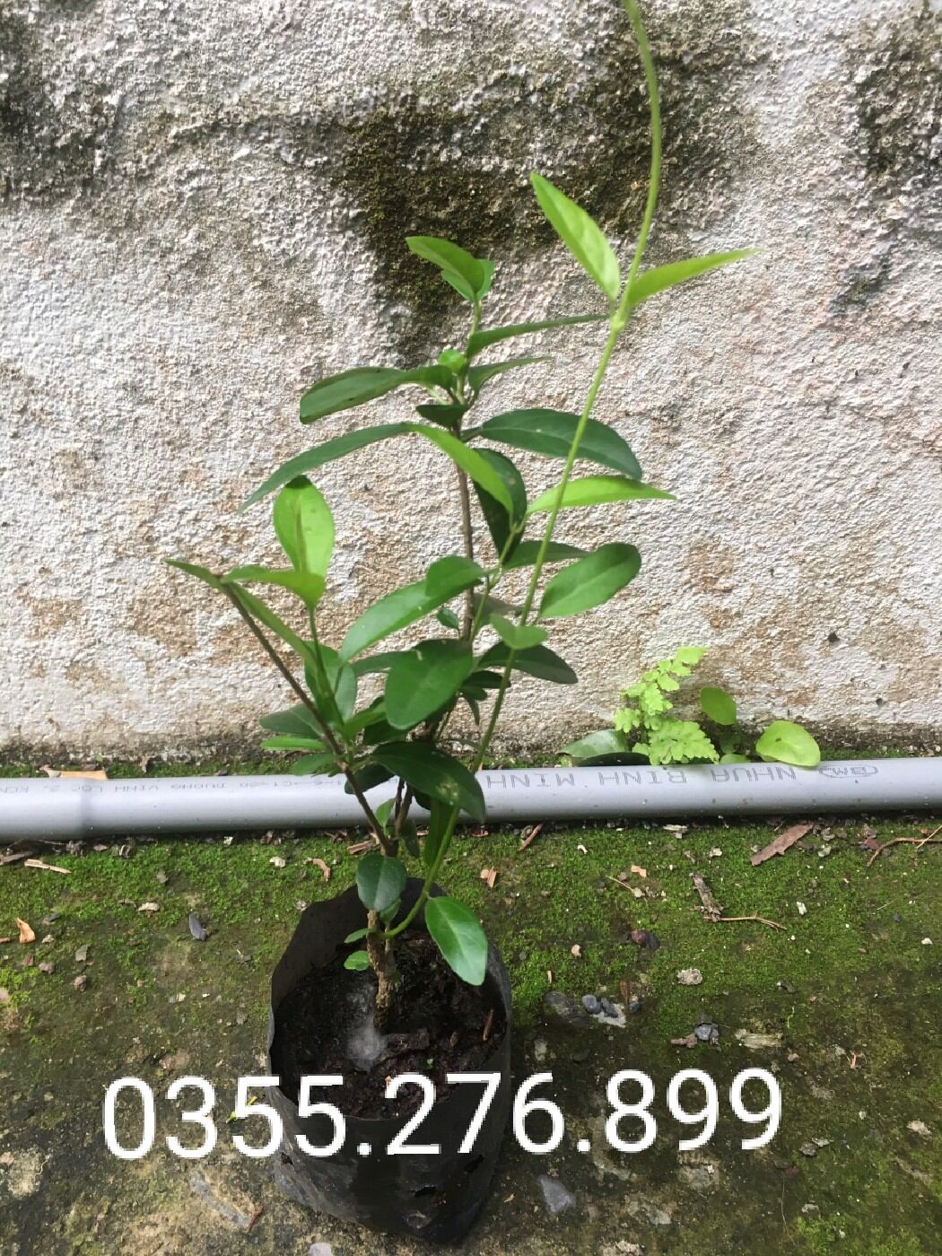 Combo 10 cây giống thìa canh lá nhỏ khỏe