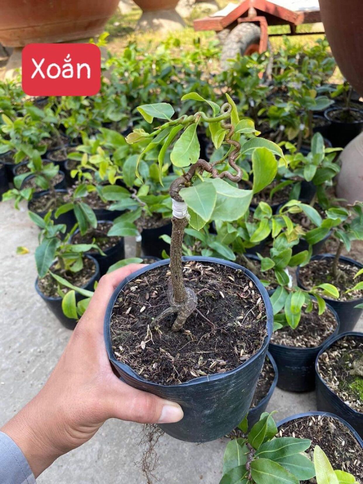 Cây Hoa mai tự quắn_cây ghép chuẩn