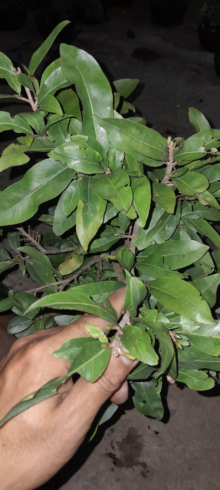 Mai dảo ghép hơn 2 năm. cao 45 đên 60cm