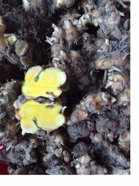 500g củ sậy vàng hàng chuẩn rừng