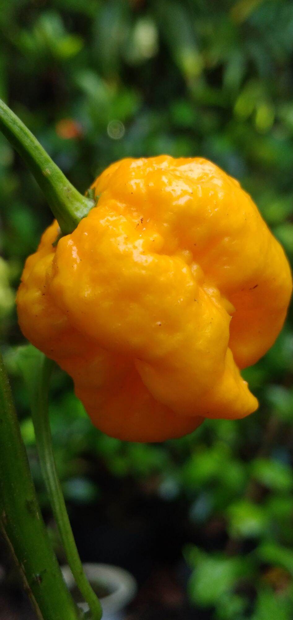 Cây giống ớt Habanero vàng siêu cay, Lemon Habanero
