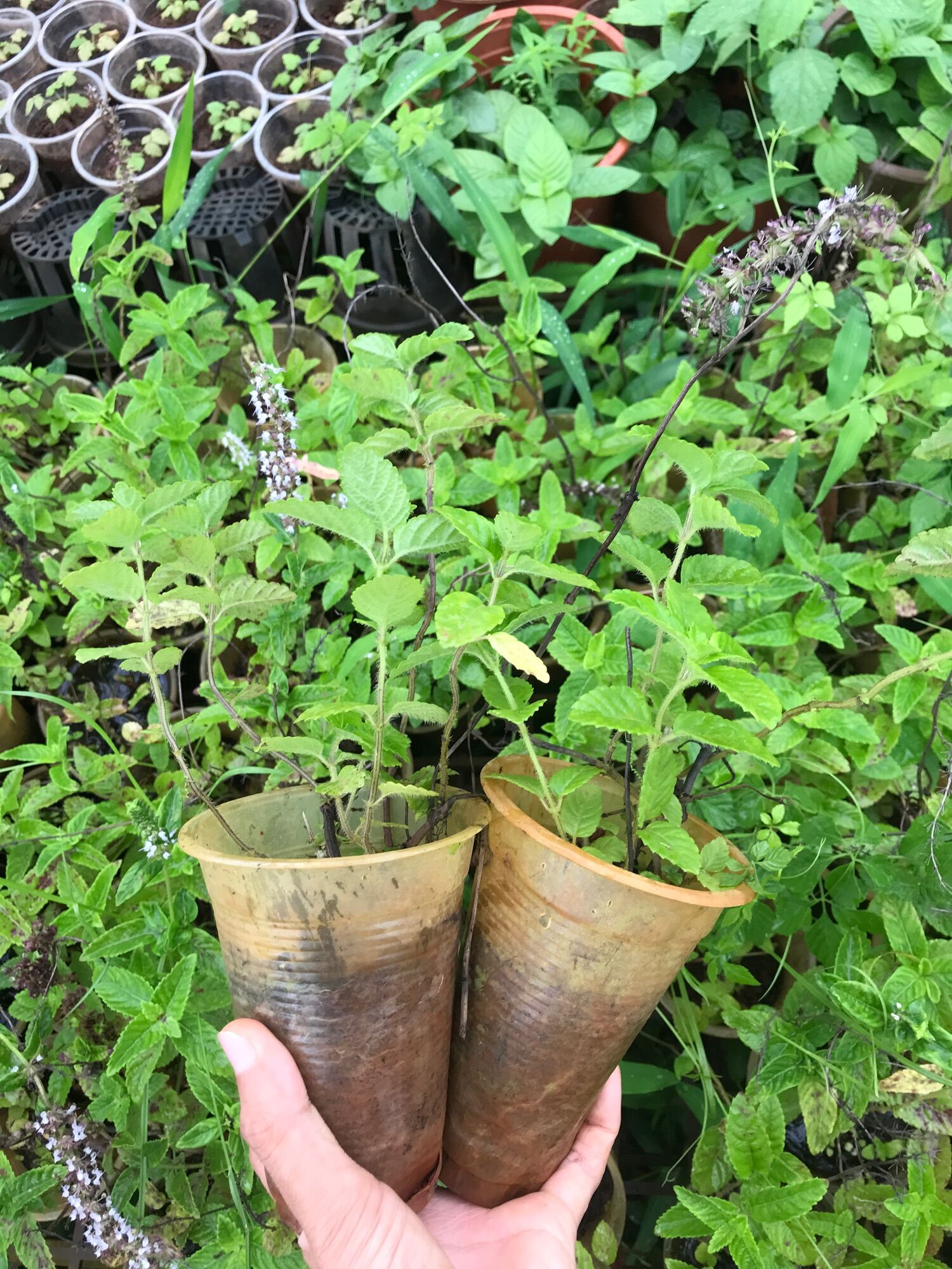 Cây sương sáo, làm thạch sương sáo, thạch đen
