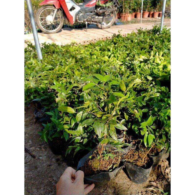 CÂY GIỐNG NHO THÂN GỖ 12 vụ quả đỏ