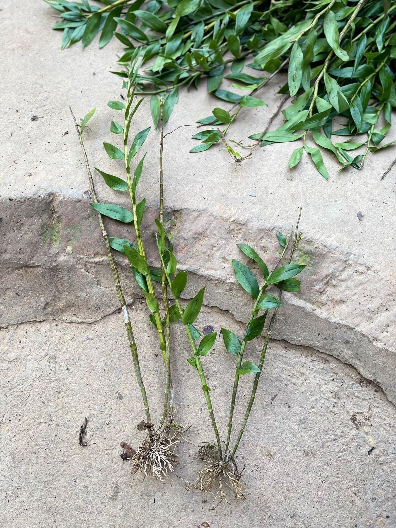 Hoa Lan hạc vỹ(1 khóm 2-3 thân)
