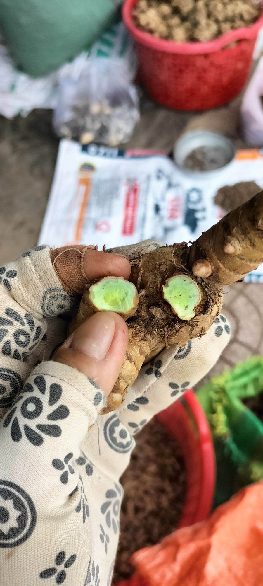 500g nghệ xanh chuẩn