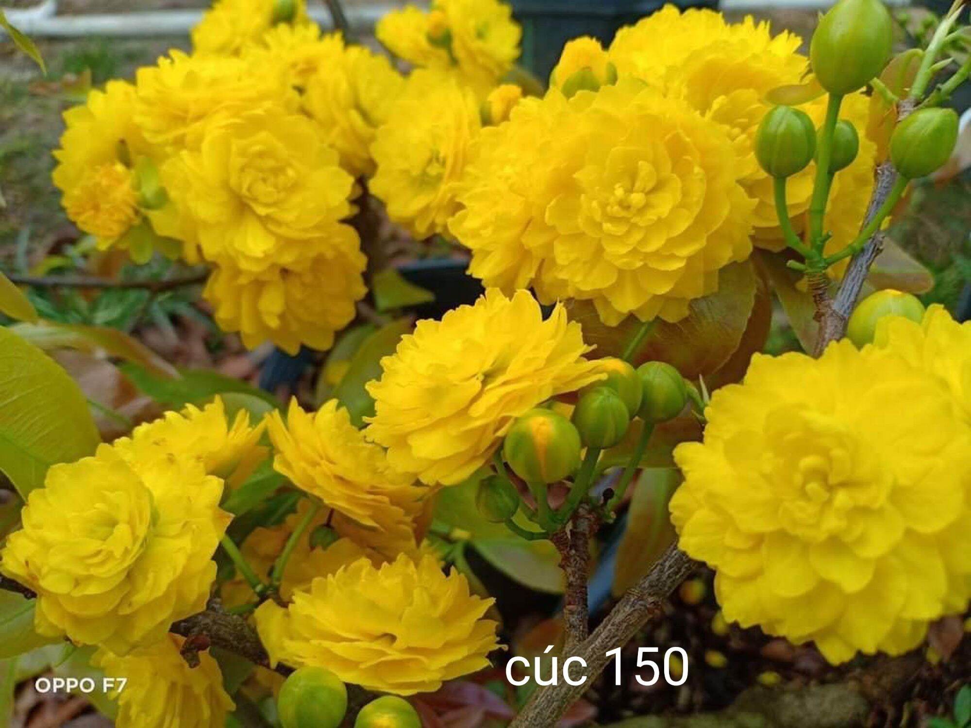 Mai cúc 150