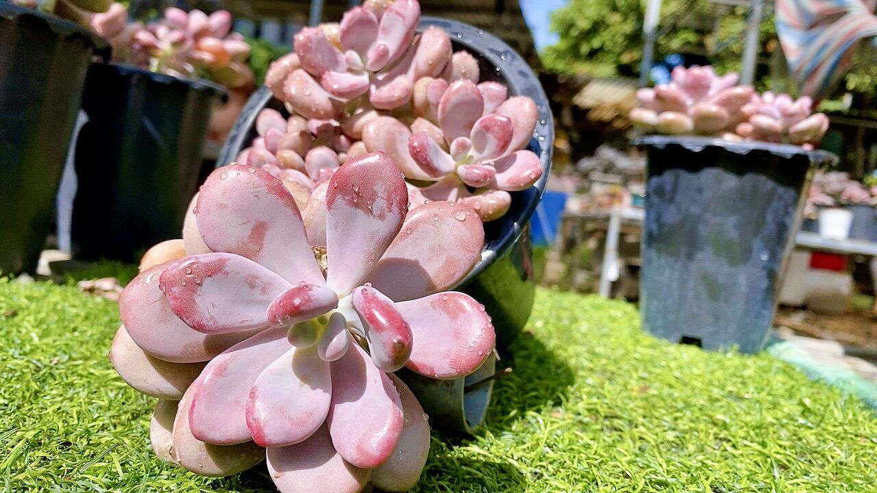 Sen đá sỏi Hồng