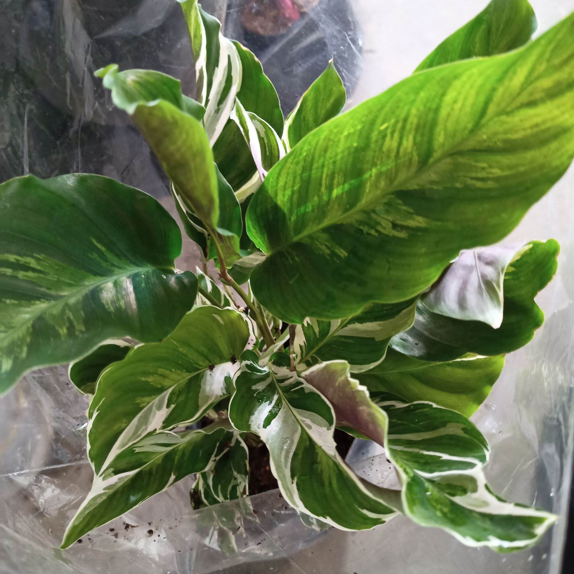 Chậu cây đuôi công fusion white - calathea fusion white