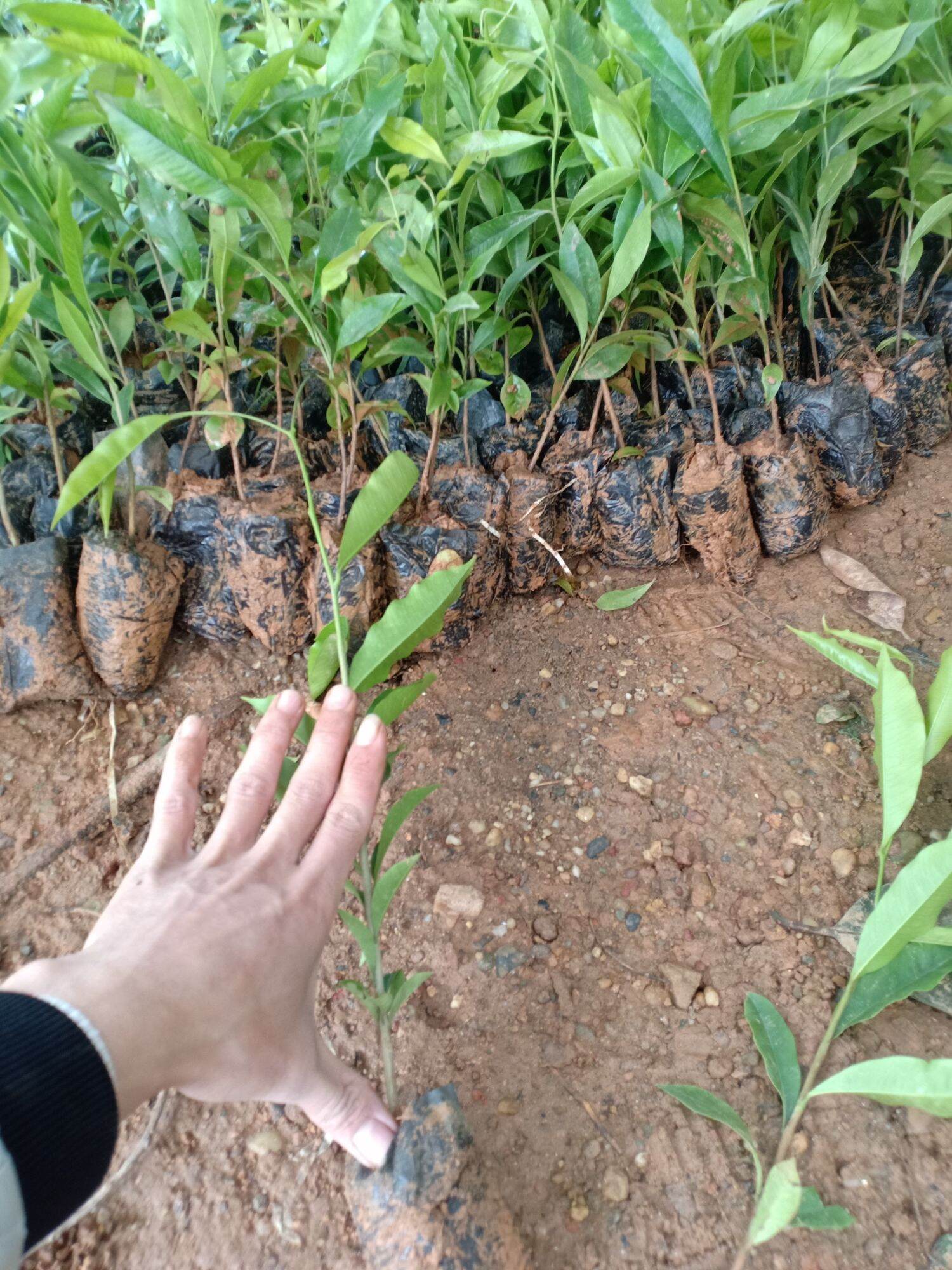 COMBO 10 cây gió bầu (trầm hương) mua 10 tặng 1
