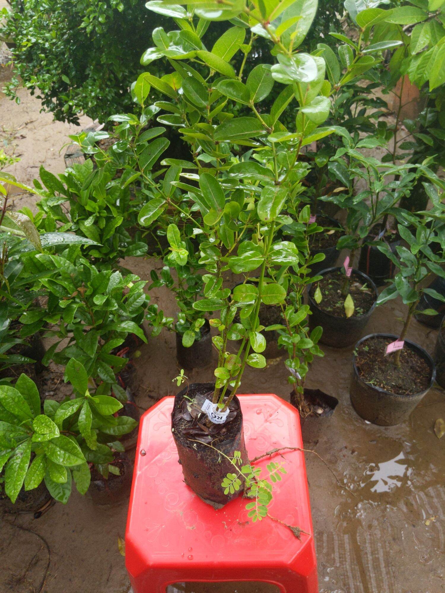 Cây giống Cây Sirô lớn