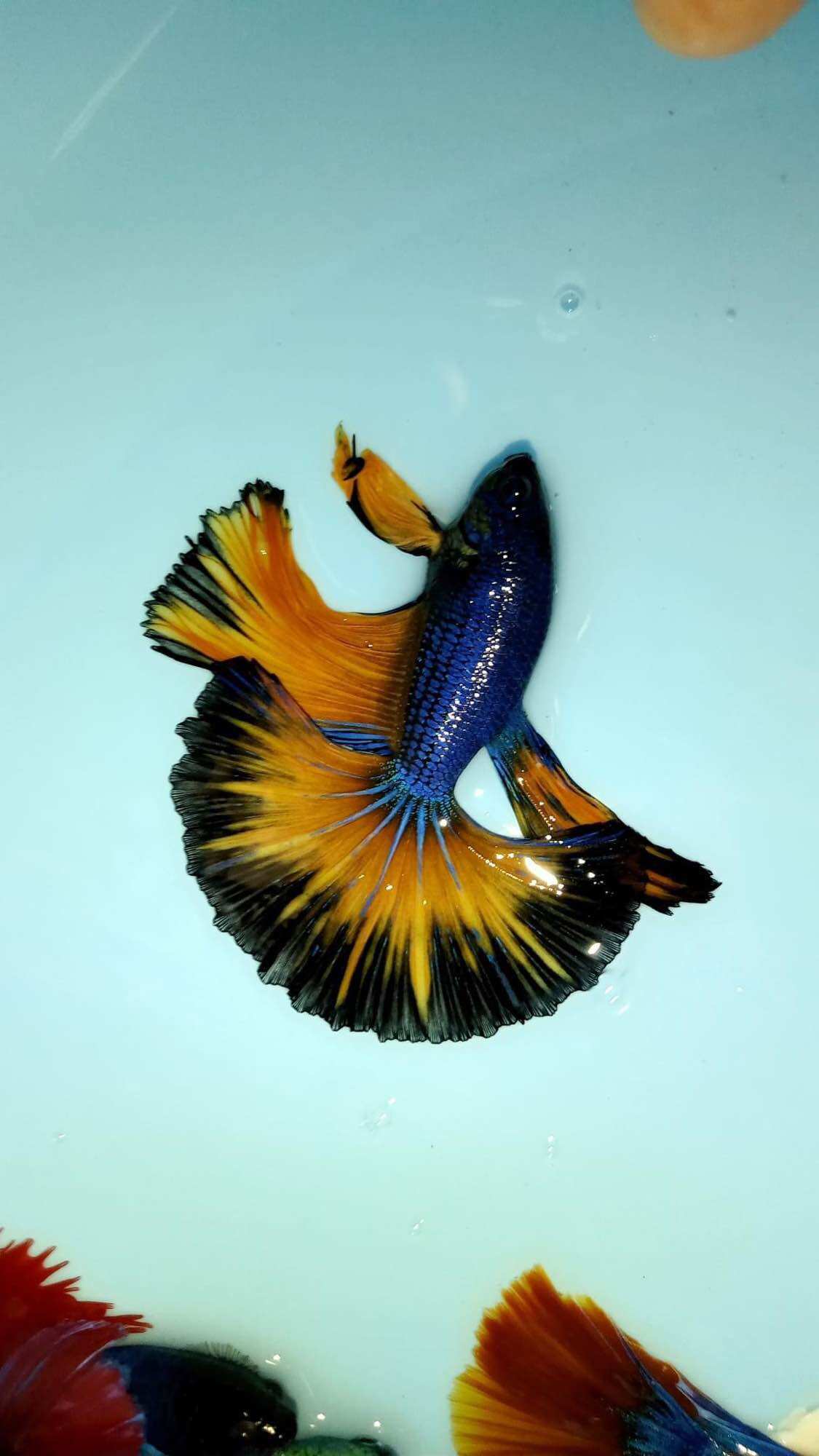 Betta Halfmoon trống đa sắc