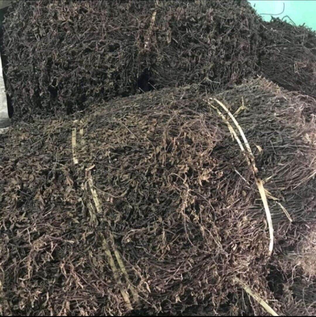 Cây Thạch Đen khô Nấu thạch đen (sương sáo) Thạch Nương