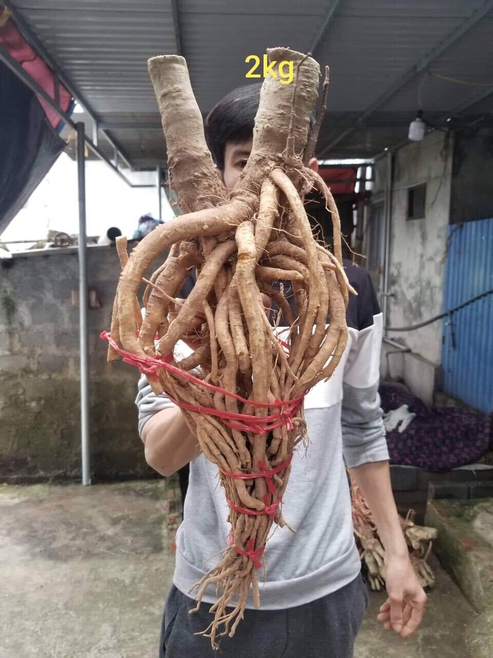 Đinh lăng Tây Bắc 400k/củ 2kg