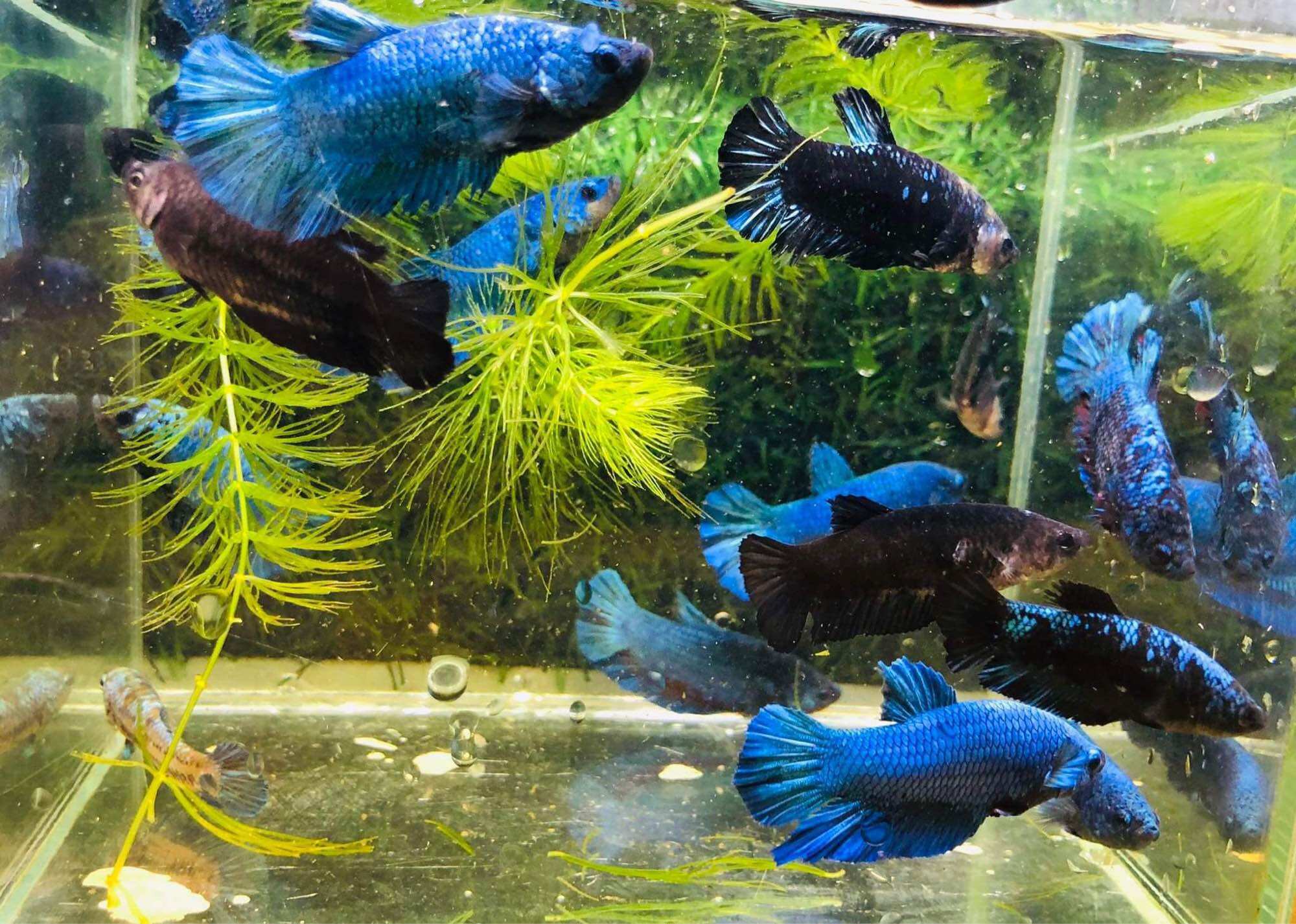 Thuỷ Sinh Betta Black Blue - Hàng cao cấp