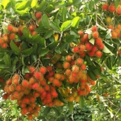 Cây giống chôm chôm thái ươm từ hạt