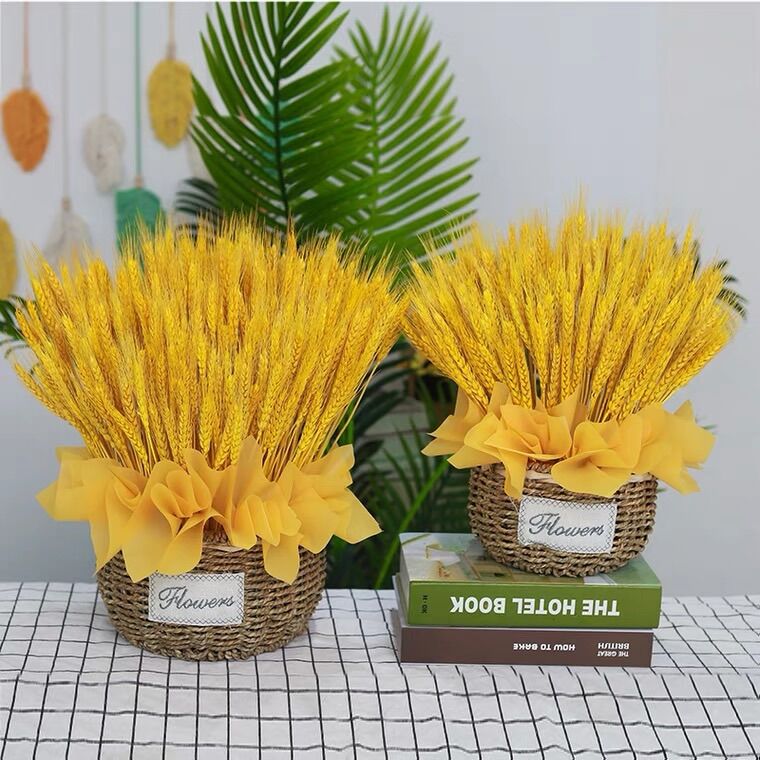 Cỏ lúa mạch khô bó 100 cành