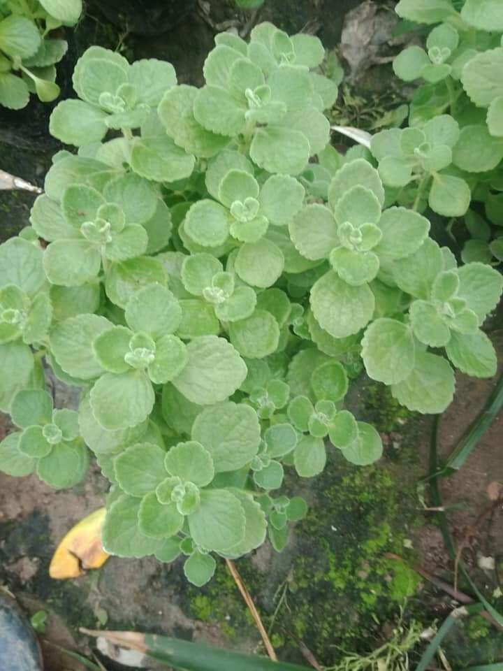 Cây nhất mạt hương bầu to