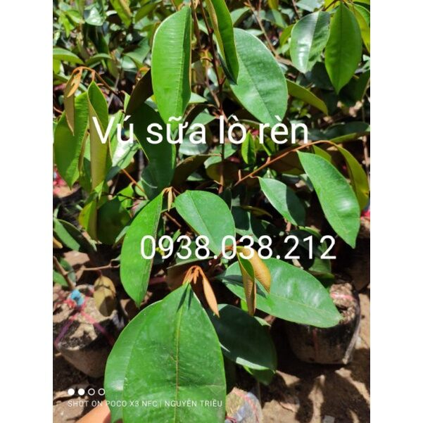 CÂY GIỐNG VÚ SỮA LÒ RÈN