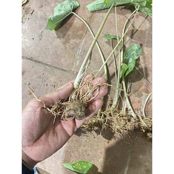 Môn đốm chấm bi ( 1 củ giống)