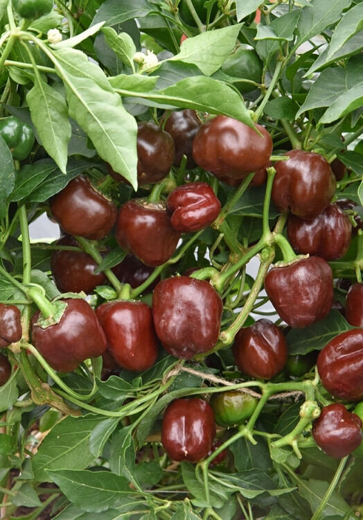 Hạt giống ớt bí ngô Chocolate