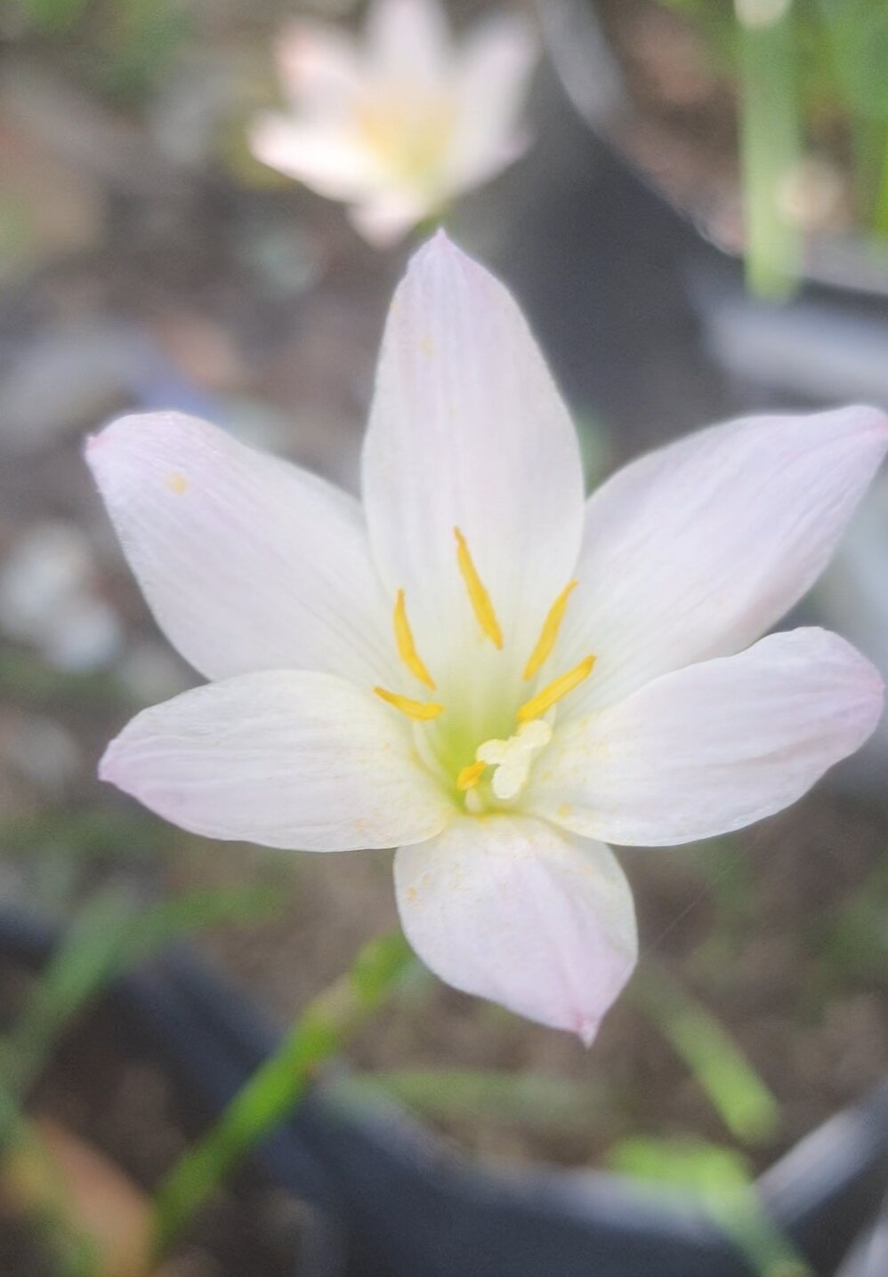 20 củ HOA HUỆ MƯA MIX MÀU.
