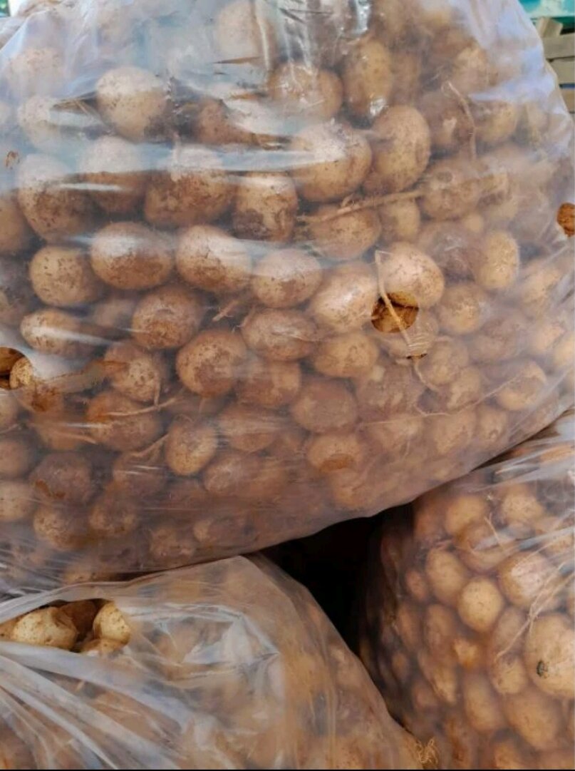 Củ Lùn tươi-1Kg