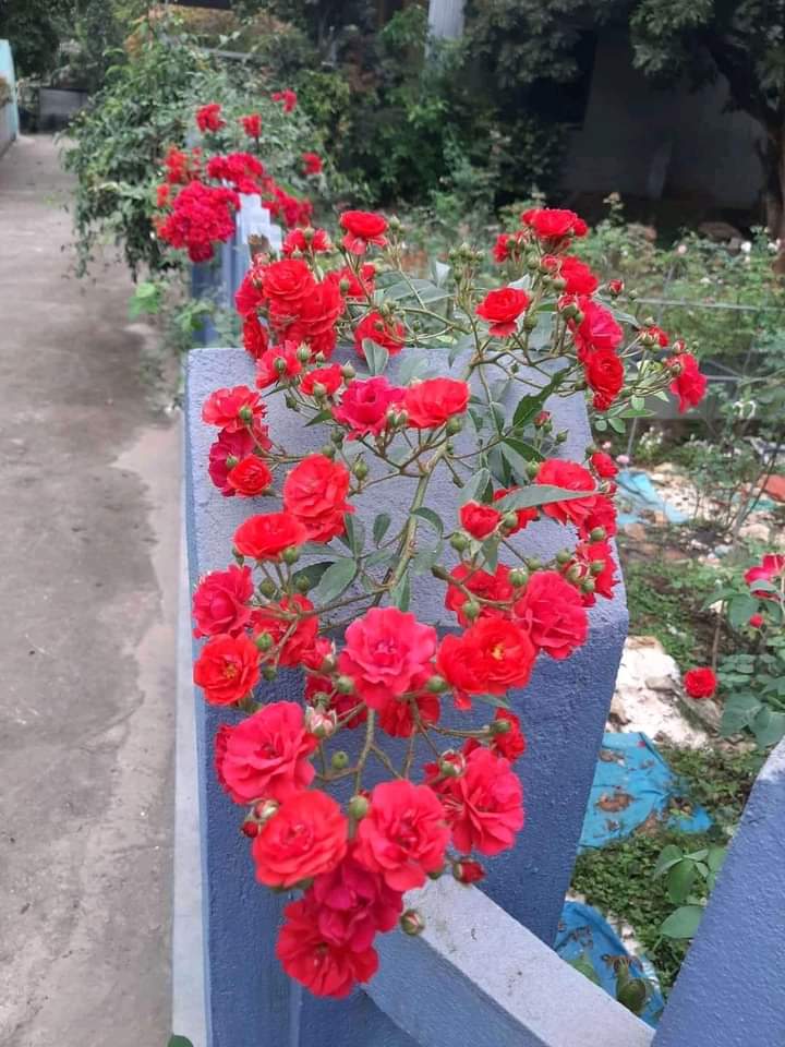 Hồng leo siêu hoa