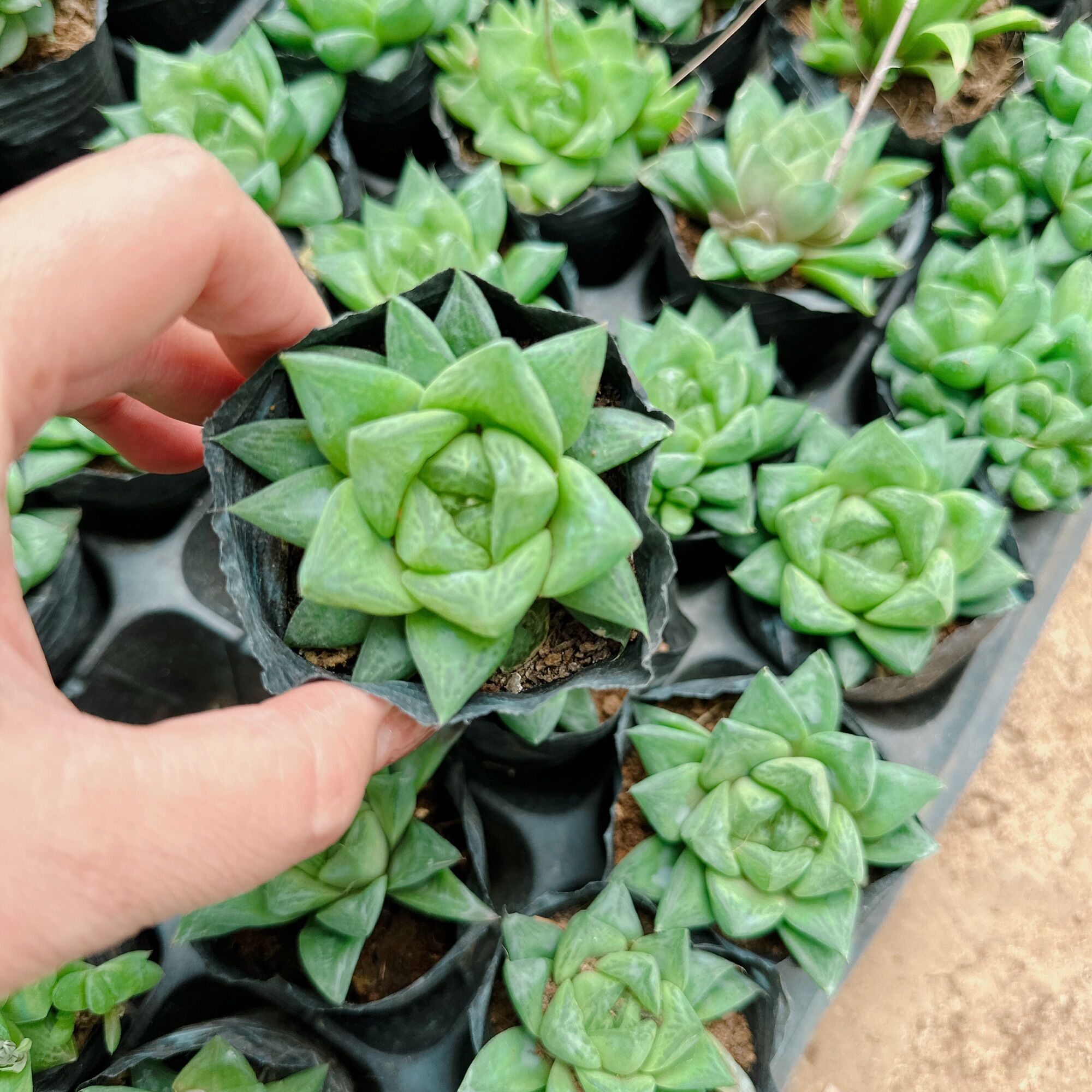 Sen đá ngọc lá lớn size bầu 3-5 cm