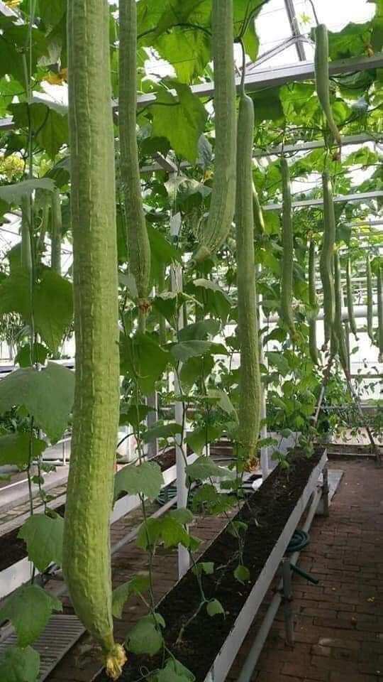 Hạt  mướp  hương dài gần  2 mét 10 Hạt